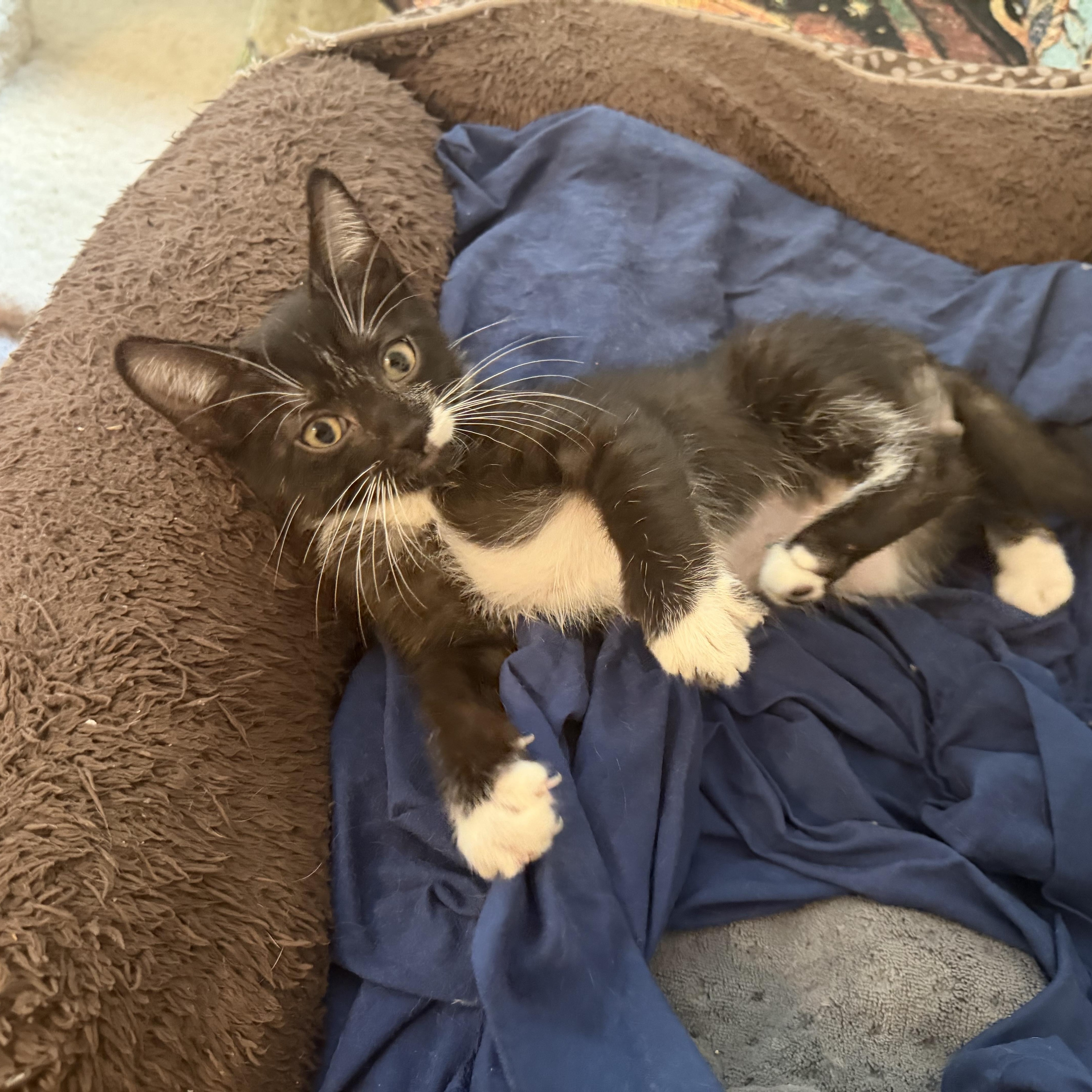 Pepper, a ADOPTABLE Tuxedo in Woodinville, WA image 3/4