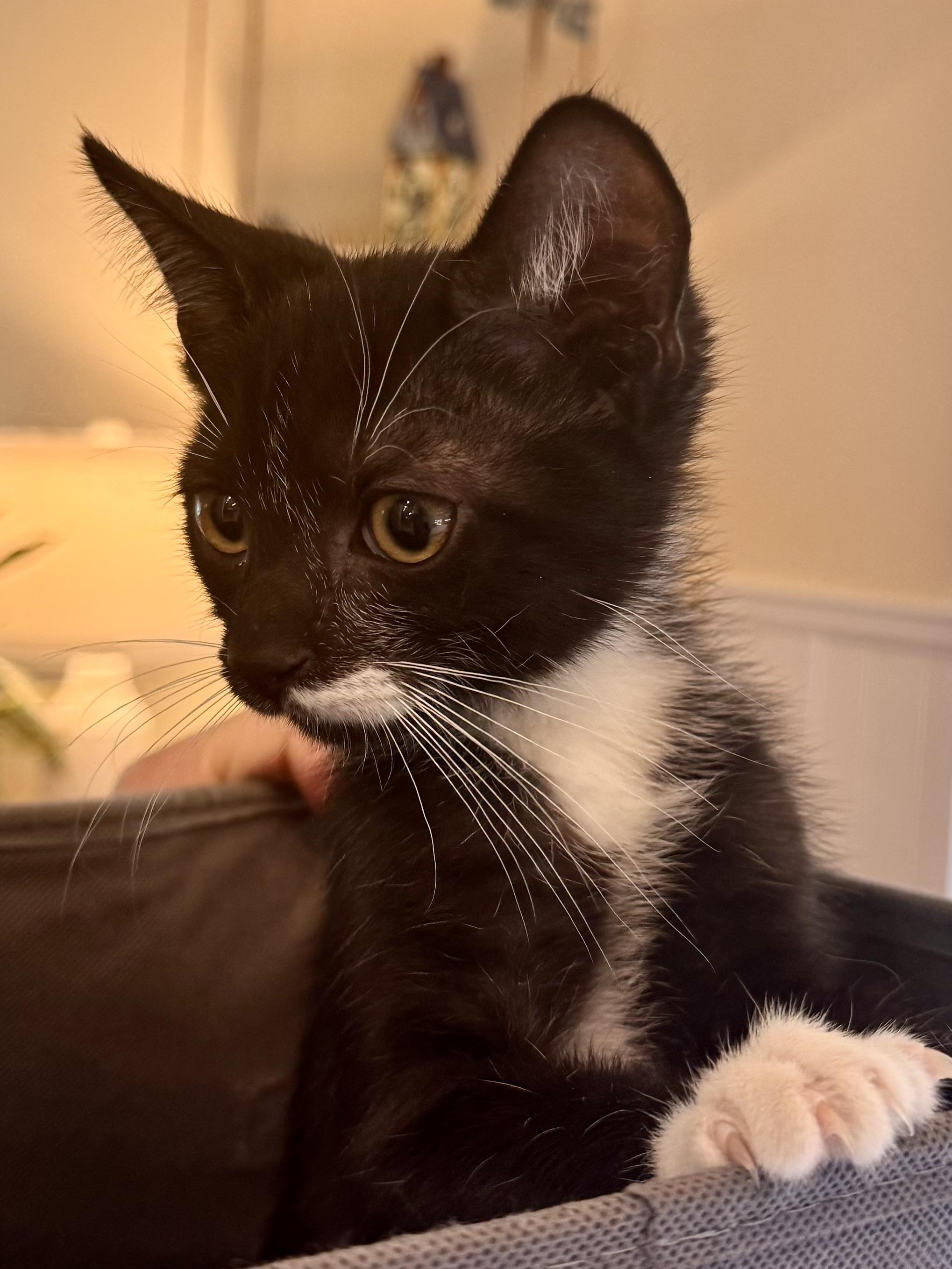 Pepper, a ADOPTABLE Tuxedo in Woodinville, WA image 4/4