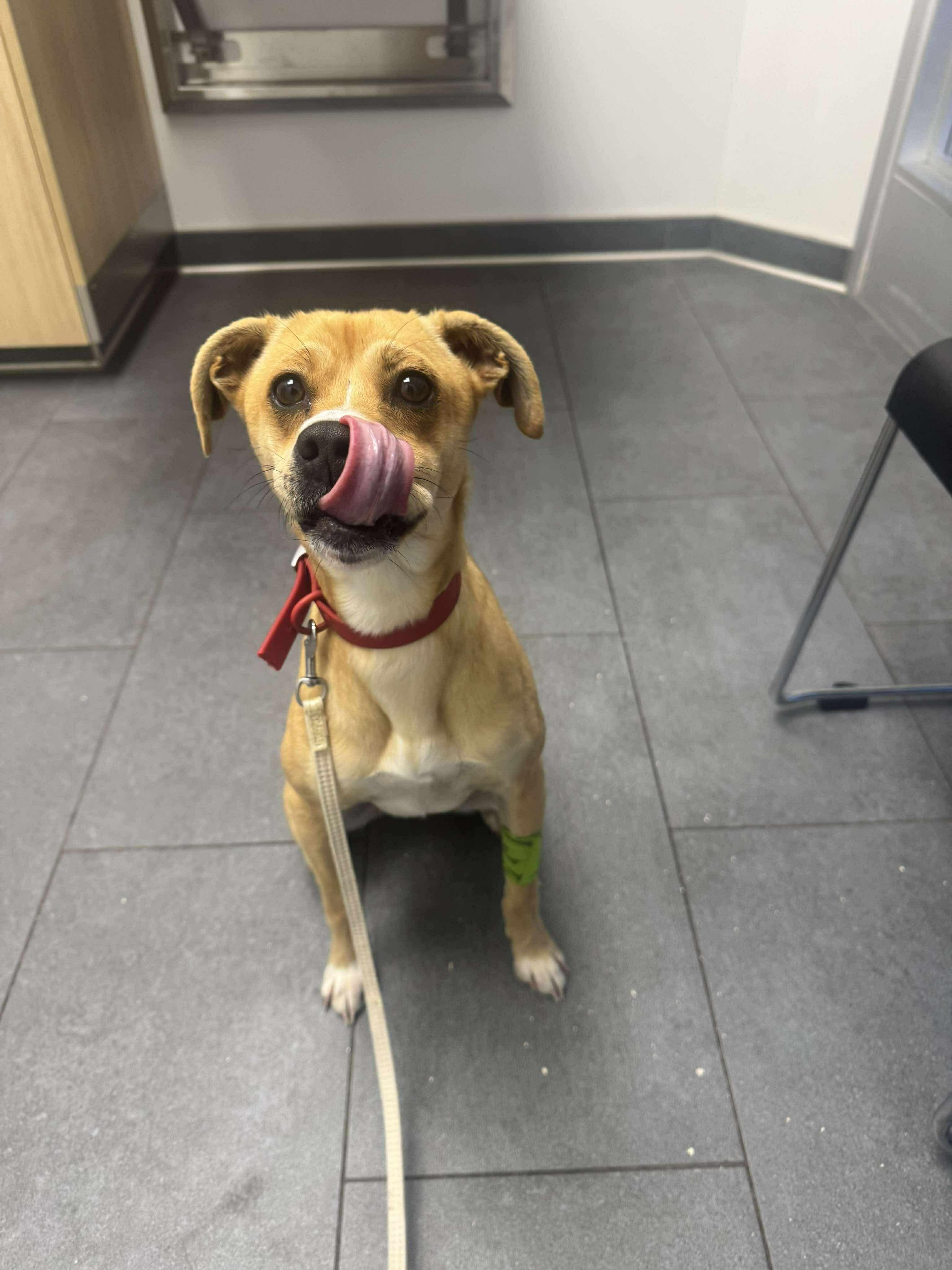 Enlarge PENNY, a Adoptable mixed breed in Winnipeg, MB image 1/4