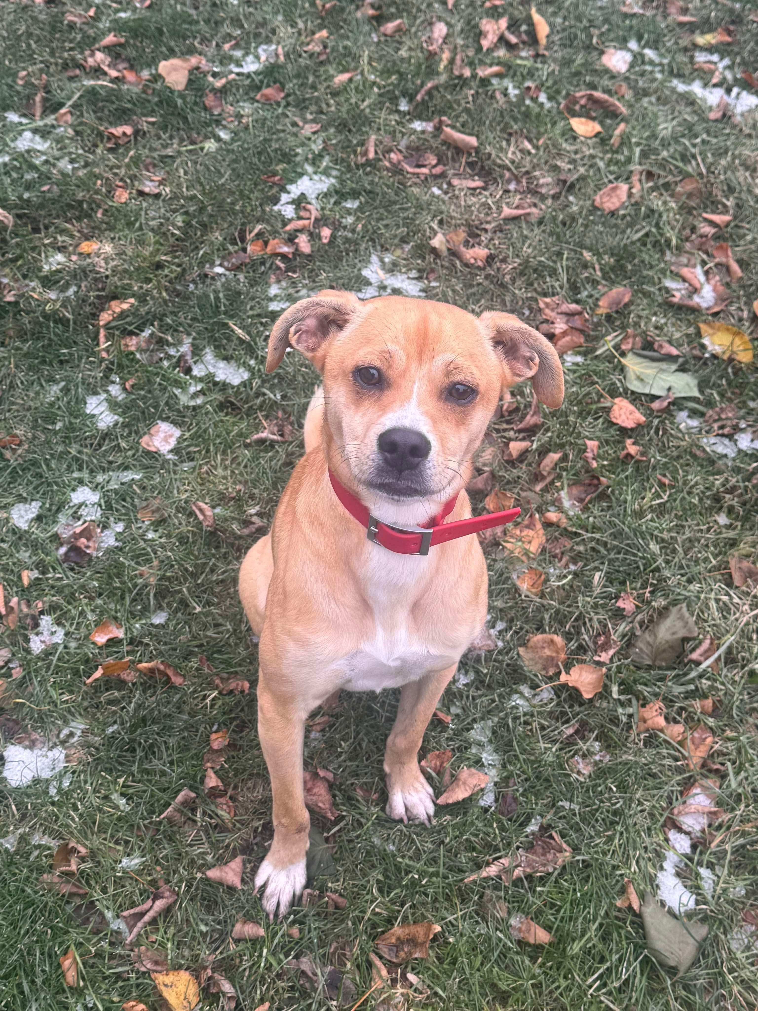 Enlarge PENNY, a Adoptable mixed breed in Winnipeg, MB image 2/4