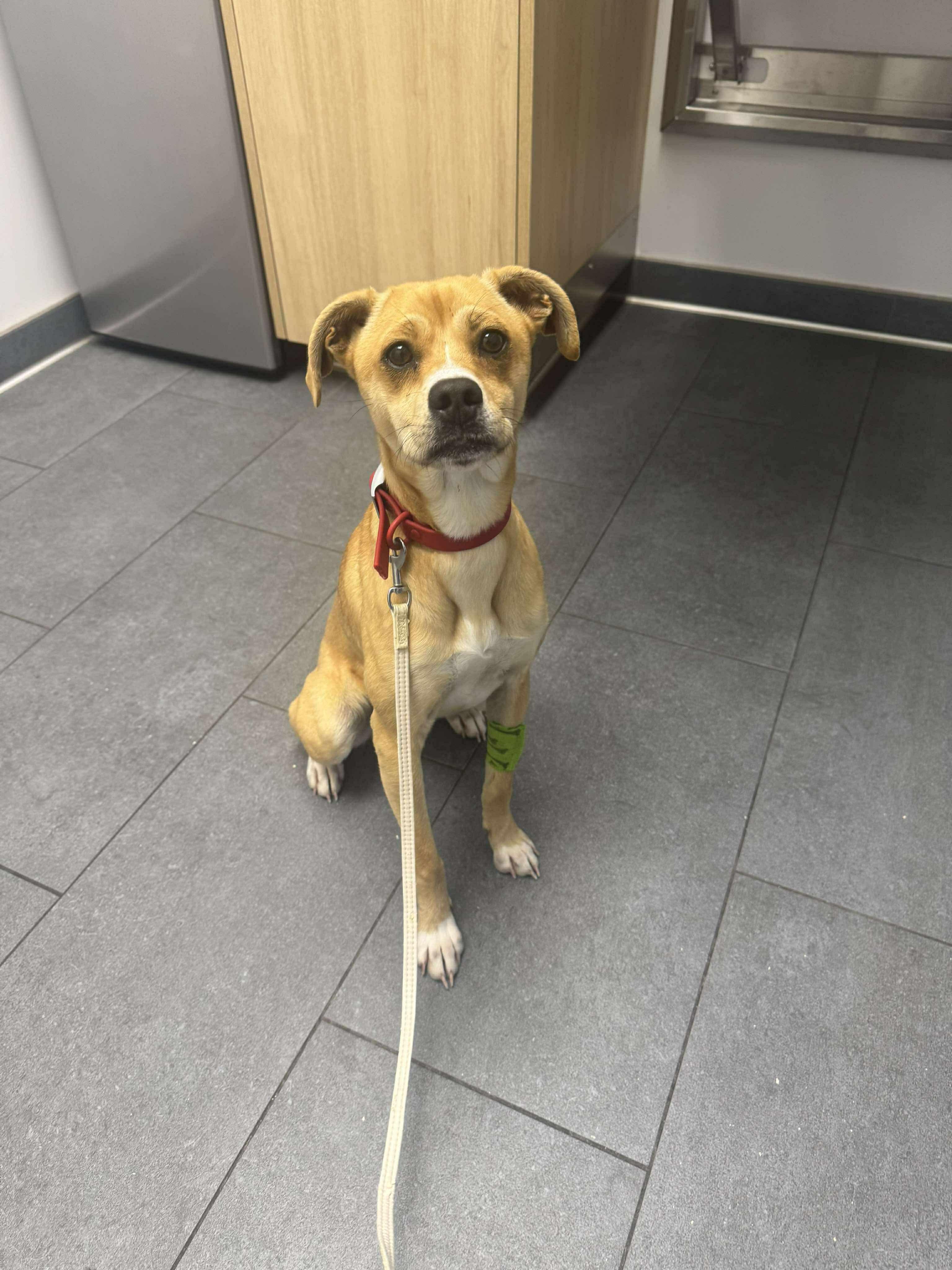 Enlarge PENNY, a Adoptable mixed breed in Winnipeg, MB image 3/4