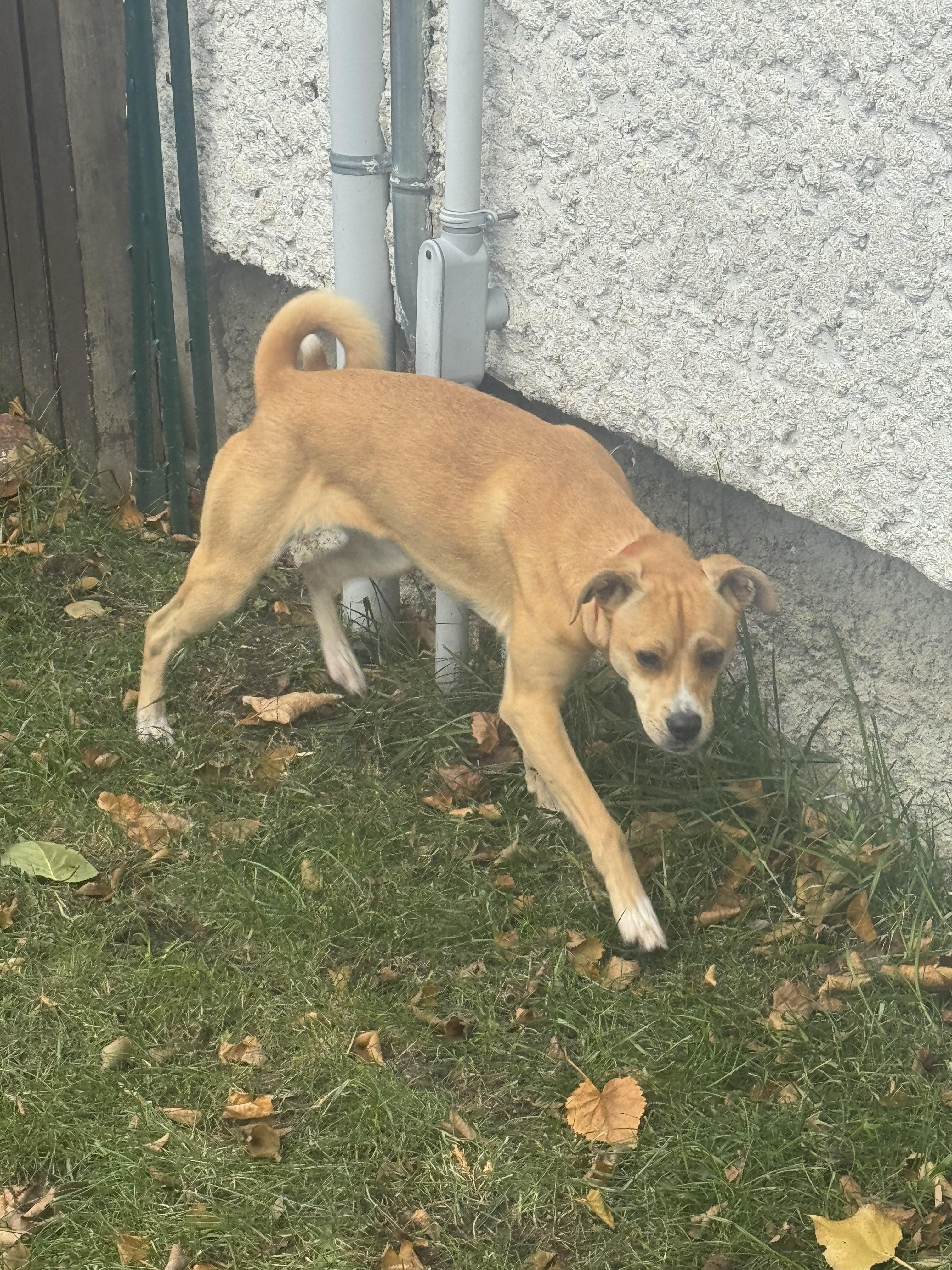 Enlarge PENNY, a Adoptable mixed breed in Winnipeg, MB image 4/4