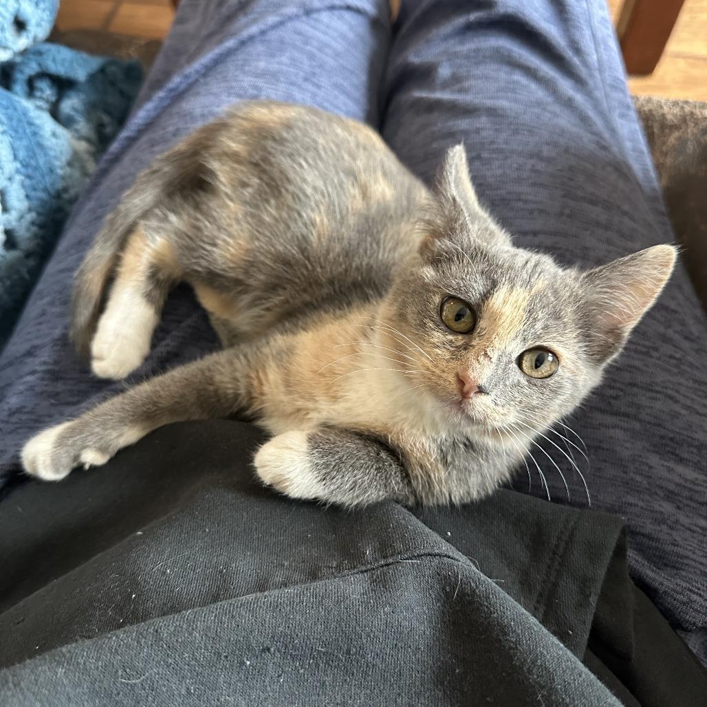 Maya, Adoptable, Kitten Female Domestic Short Hair.