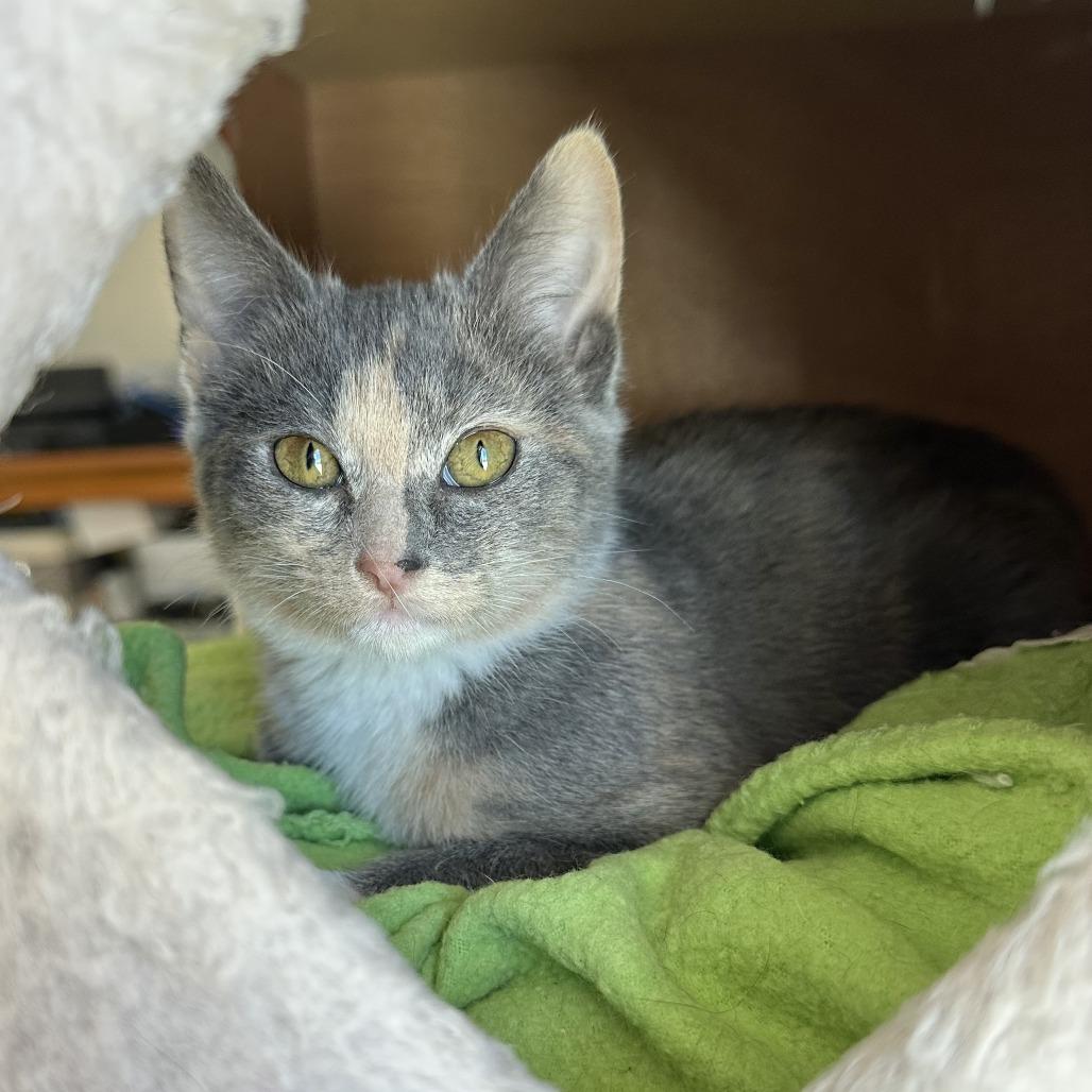 Enlarge Maya, a Adoptable Domestic Short Hair in Escondido, CA image 2/4