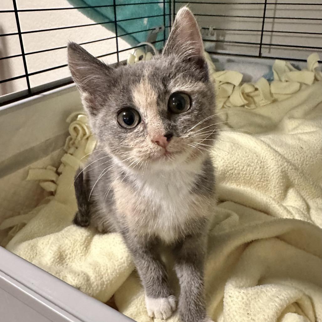 Enlarge Maya, a Adoptable Domestic Short Hair in Escondido, CA image 3/4
