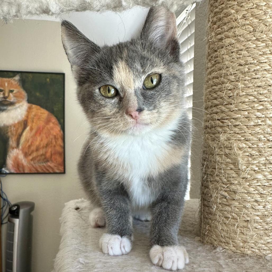 Enlarge Maya, a Adoptable Domestic Short Hair in Escondido, CA image 4/4