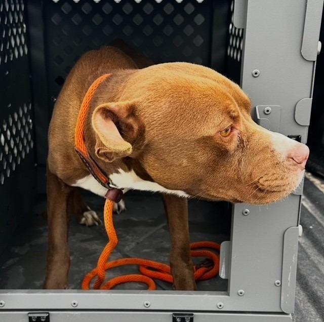 Enlarge Palmer, a Adoptable mixed breed in Louisville, IL image 1/1