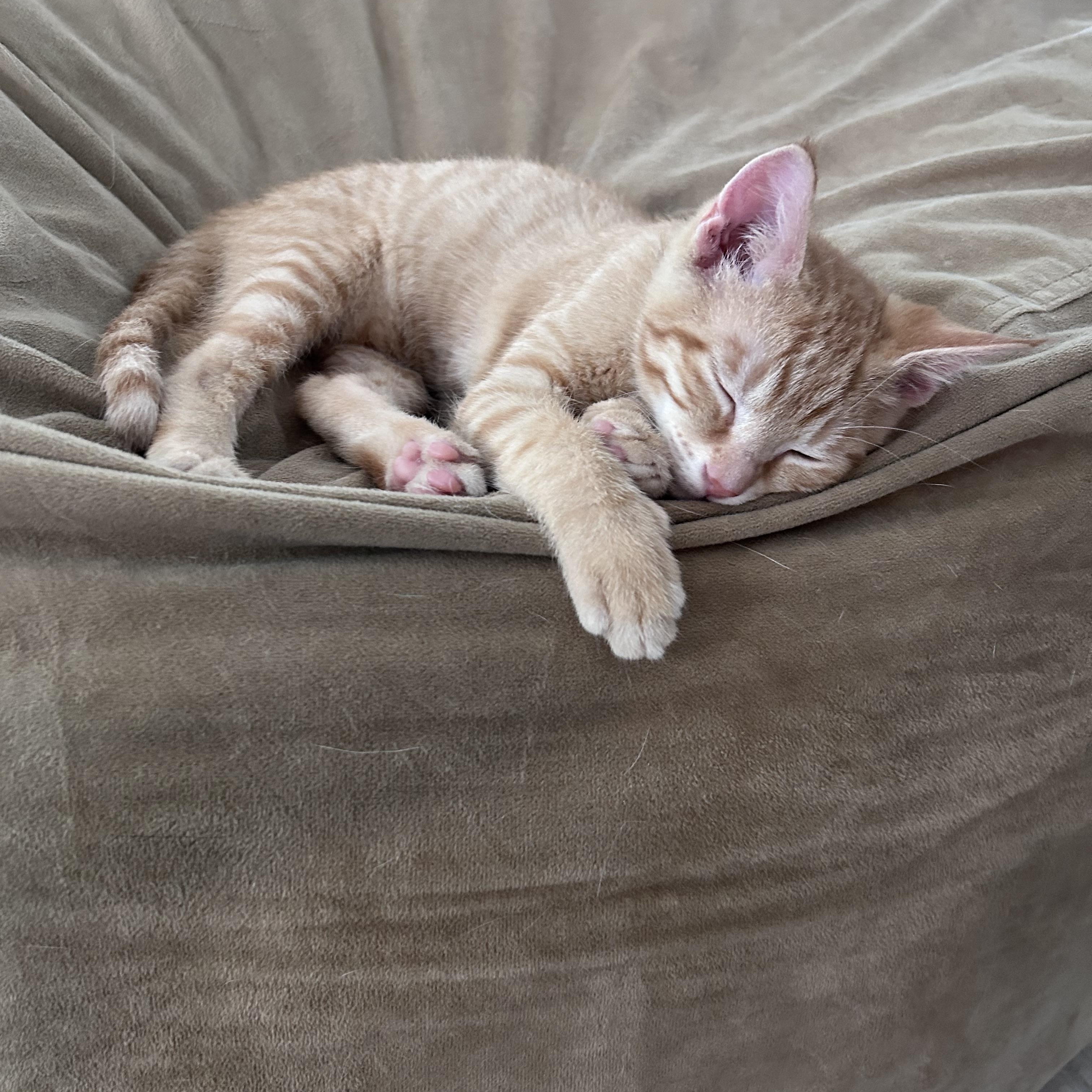 Enlarge Cheddar, an adopted American Shorthair in Cleveland, OH image 3/6