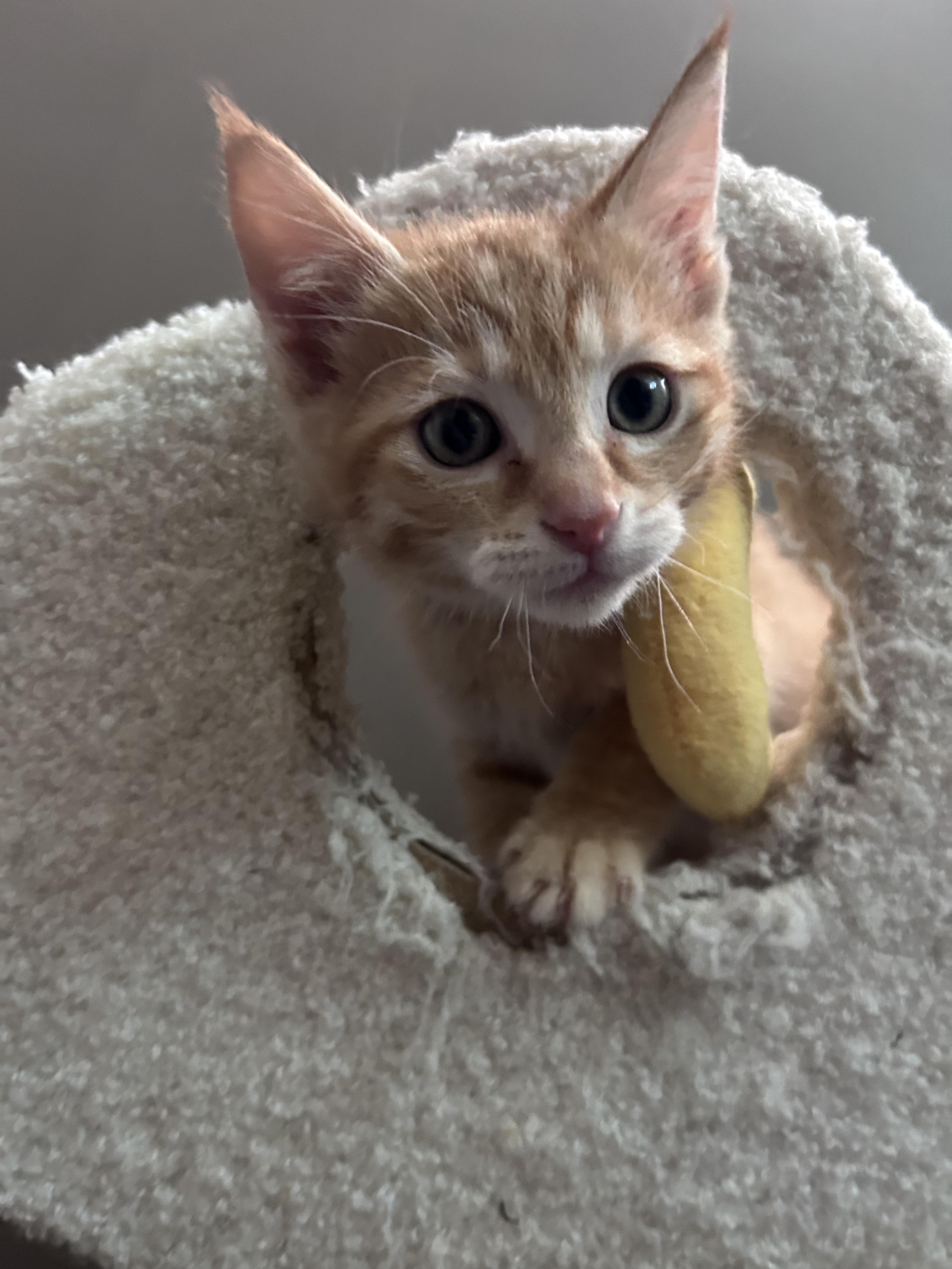 Cheddar, adopted, Kitten Male American Shorthair.