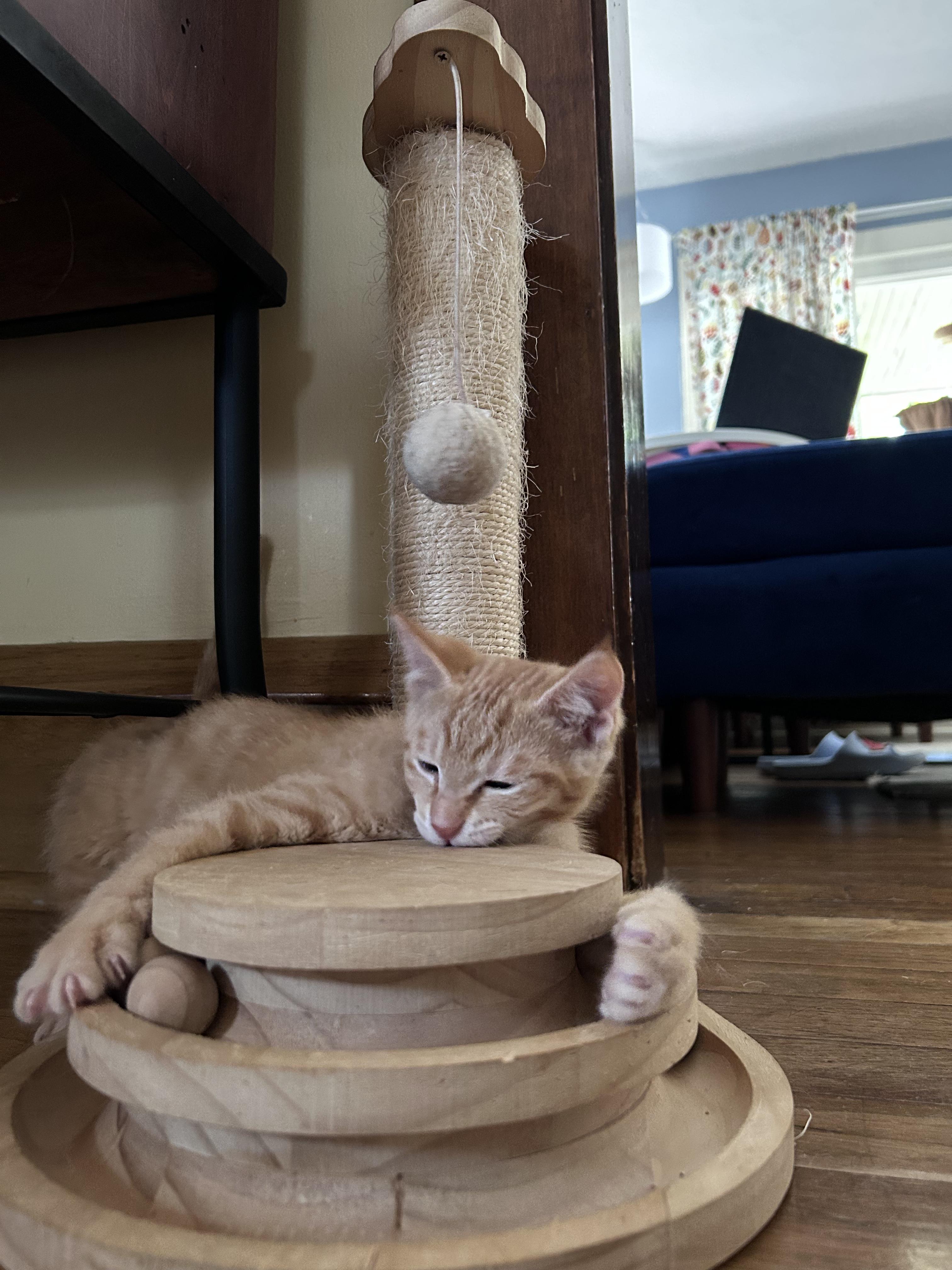 Cheddar, a Adoptable American Shorthair in Cleveland, OH image 3/6