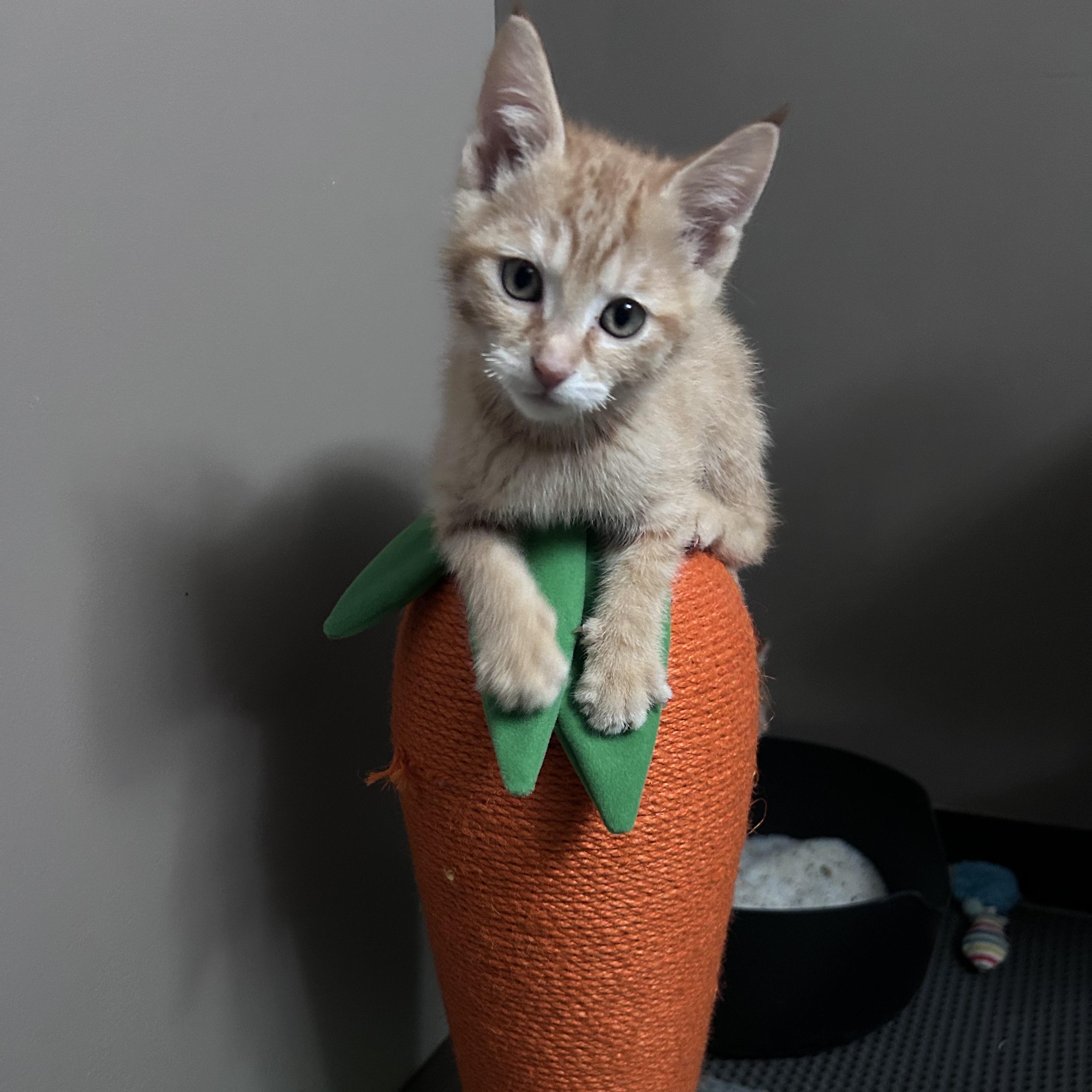 Cheddar, Adoptable, Kitten Male American Shorthair.