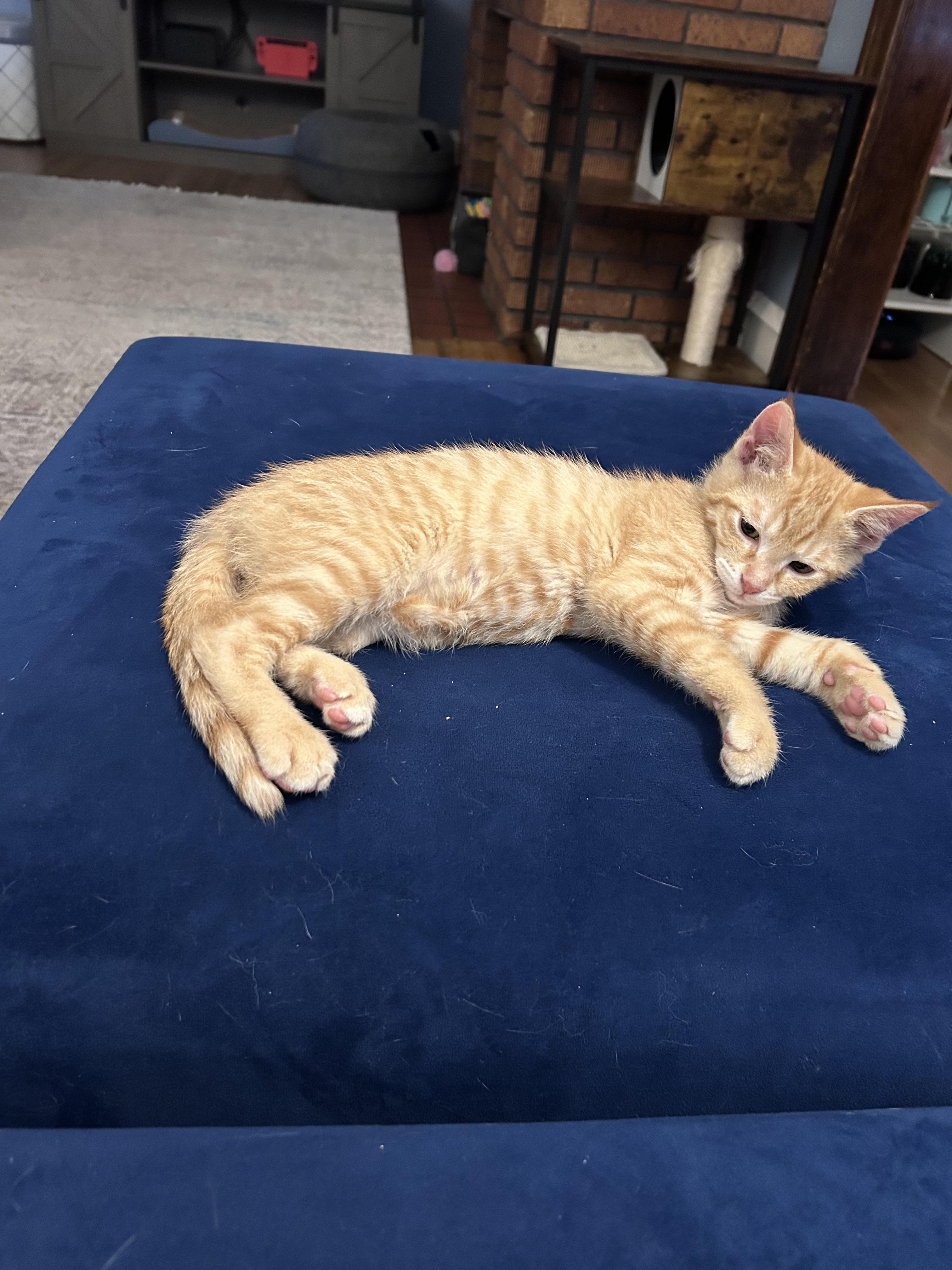 Cheddar, a Adoptable American Shorthair in Cleveland, OH image 5/6