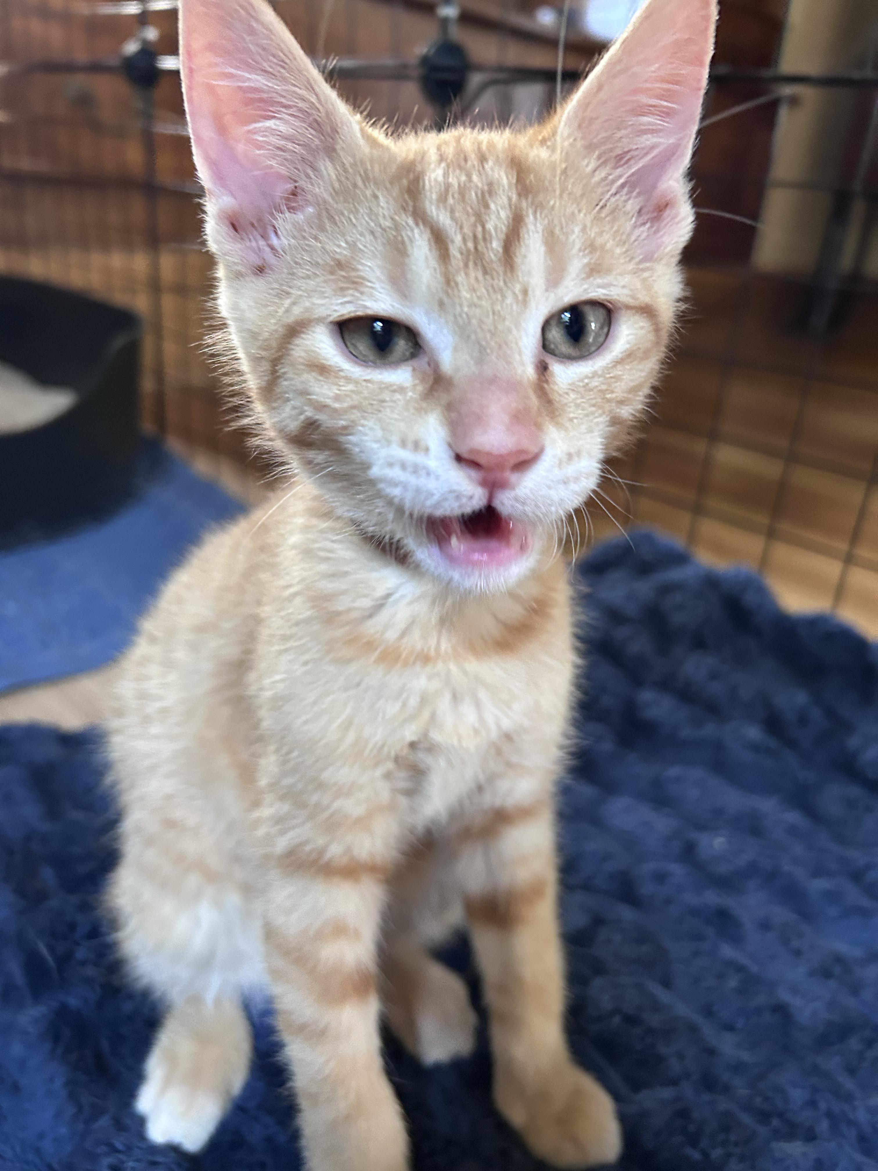 Cheddar, a Adoptable American Shorthair in Cleveland, OH image 2/6
