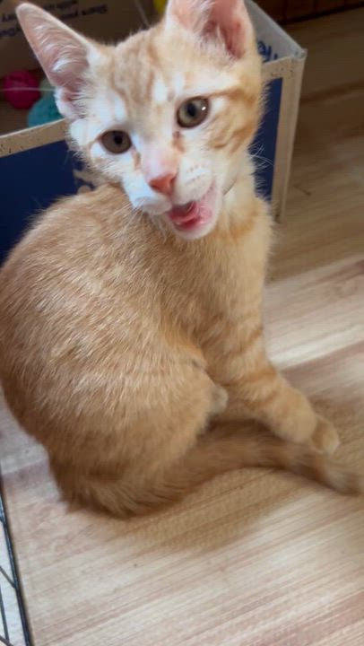 Enlarge Cheddar, a Adoptable American Shorthair in Cleveland, OH video 6/6