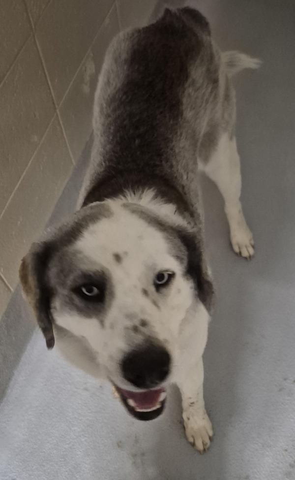 Enlarge Pen 115 Jett, a Adoptable mixed breed in Lawrenceville, GA image 1/1