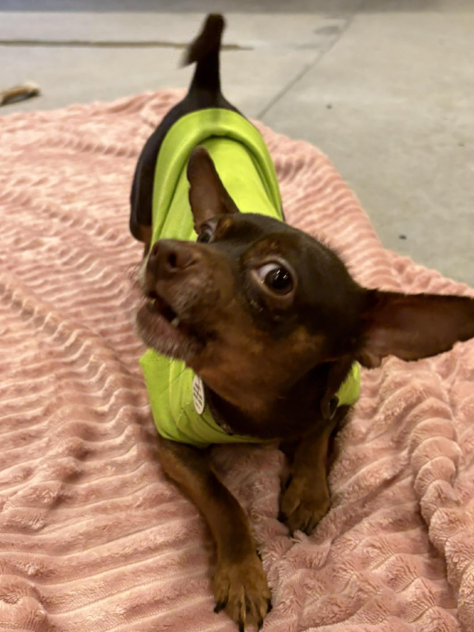 Kamet — thumbnail 2