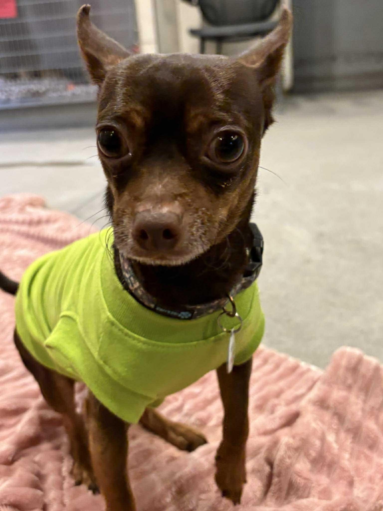 Kamet — thumbnail 3