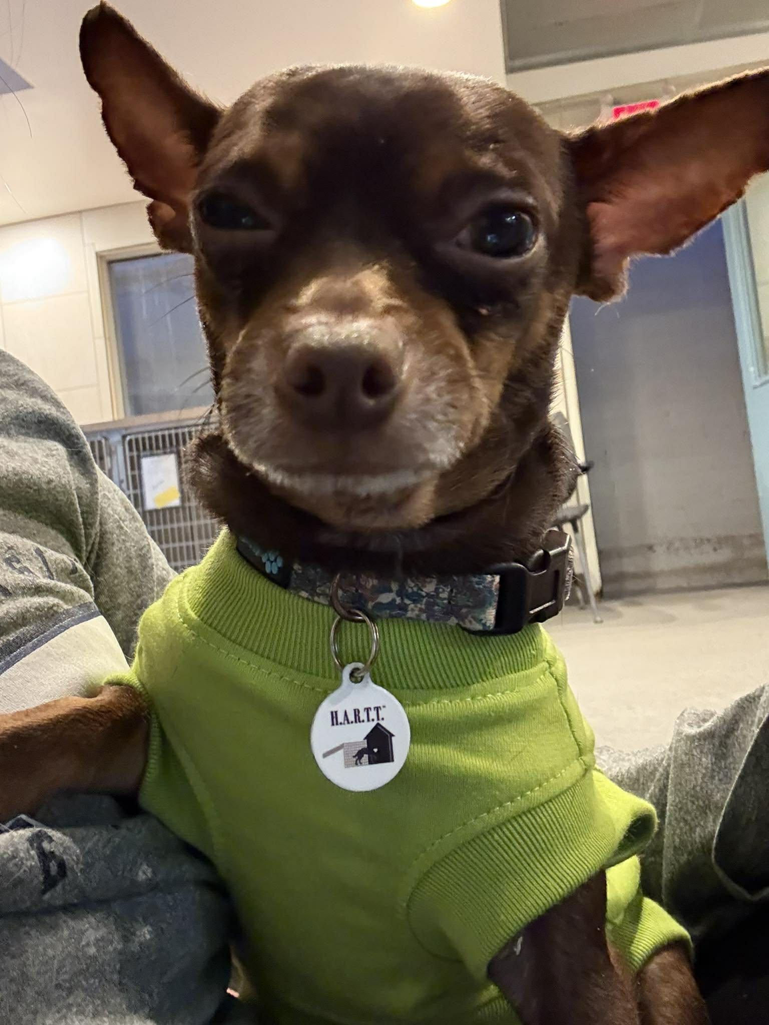 Kamet — thumbnail 4