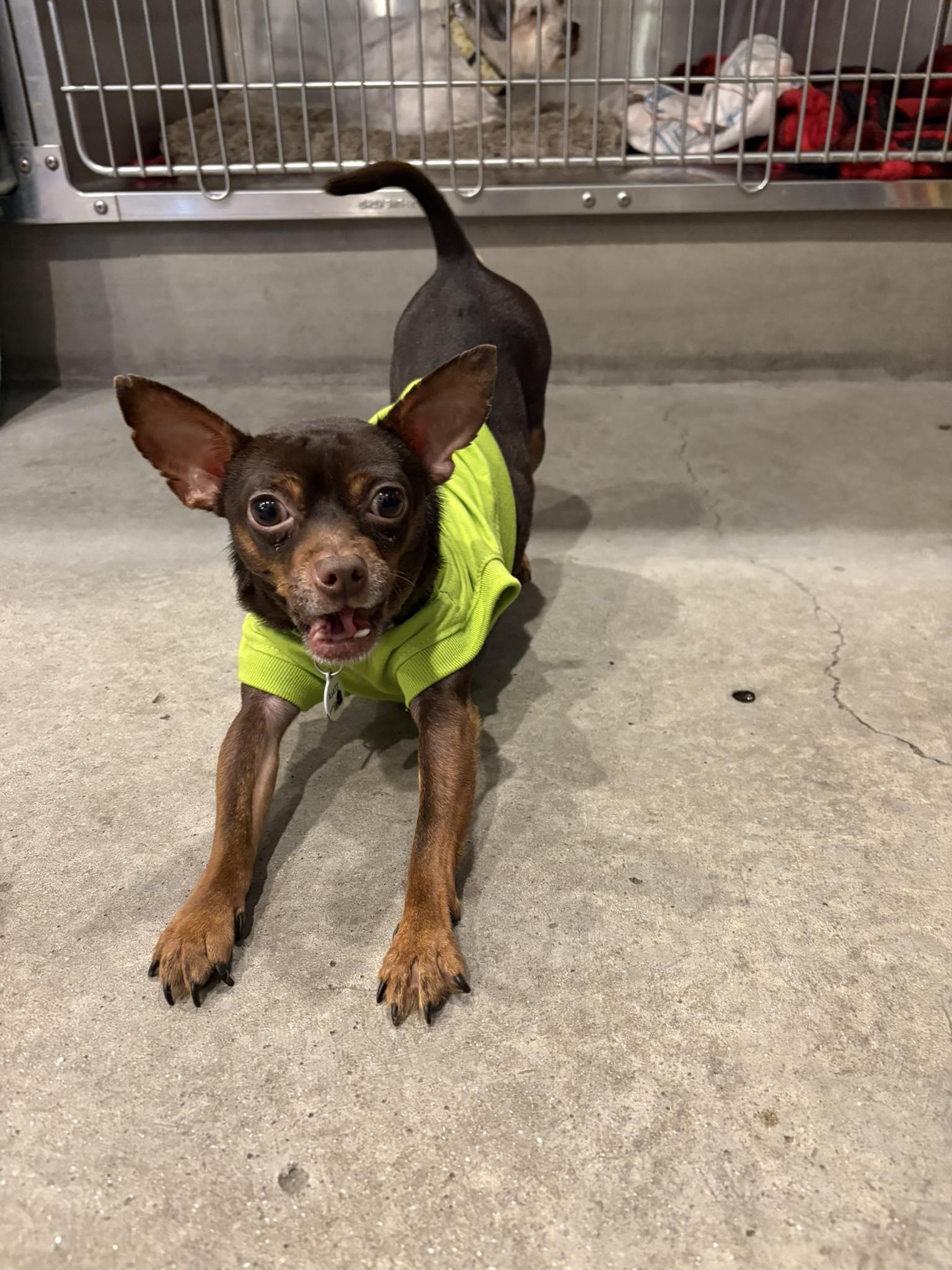 Kamet — thumbnail 5