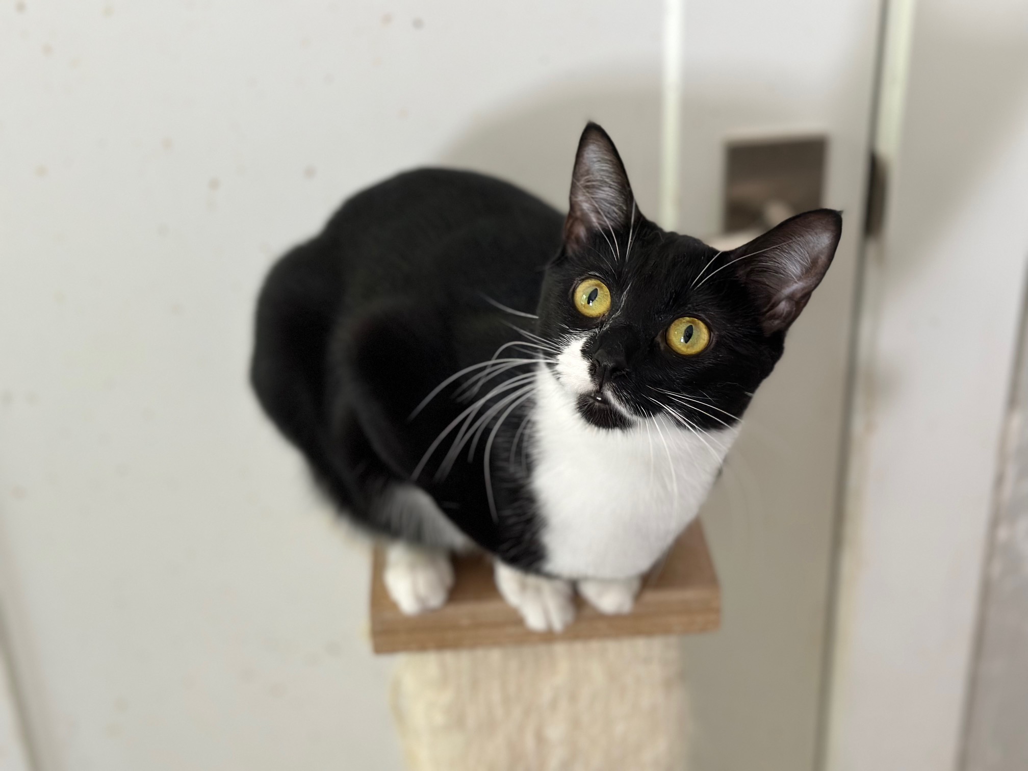 Enlarge Wren, a Adopted Domestic Short Hair in Apex, NC image 2/2