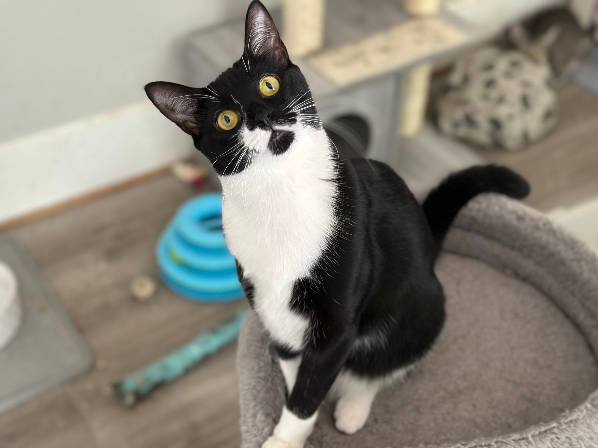 Wren, Adopted, Young Female Domestic Short Hair.