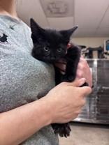 Zeplin, adopted, Young Male Domestic Short Hair.