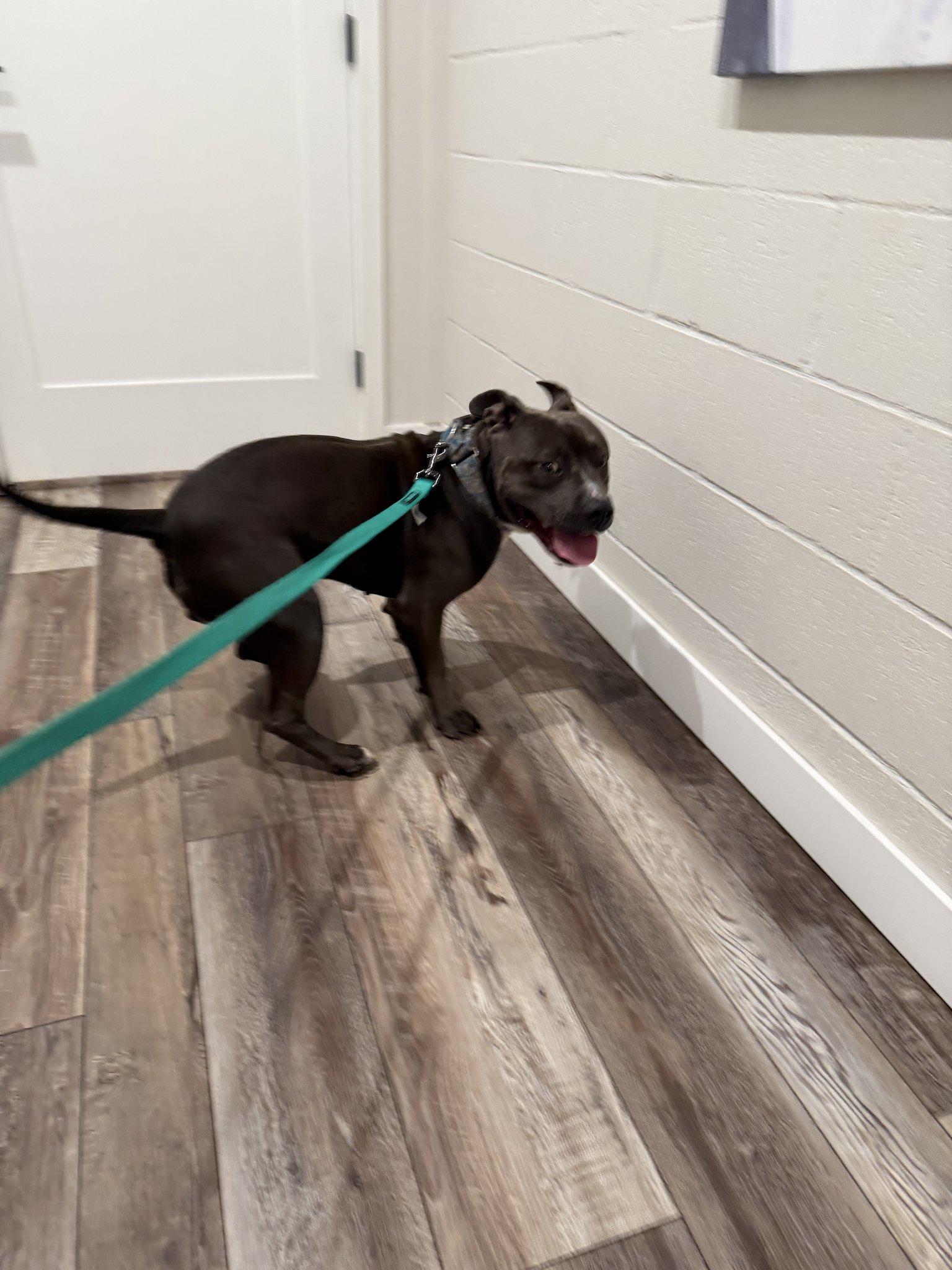 Benny, Adopted, Adult Male Staffordshire Bull Terrier.
