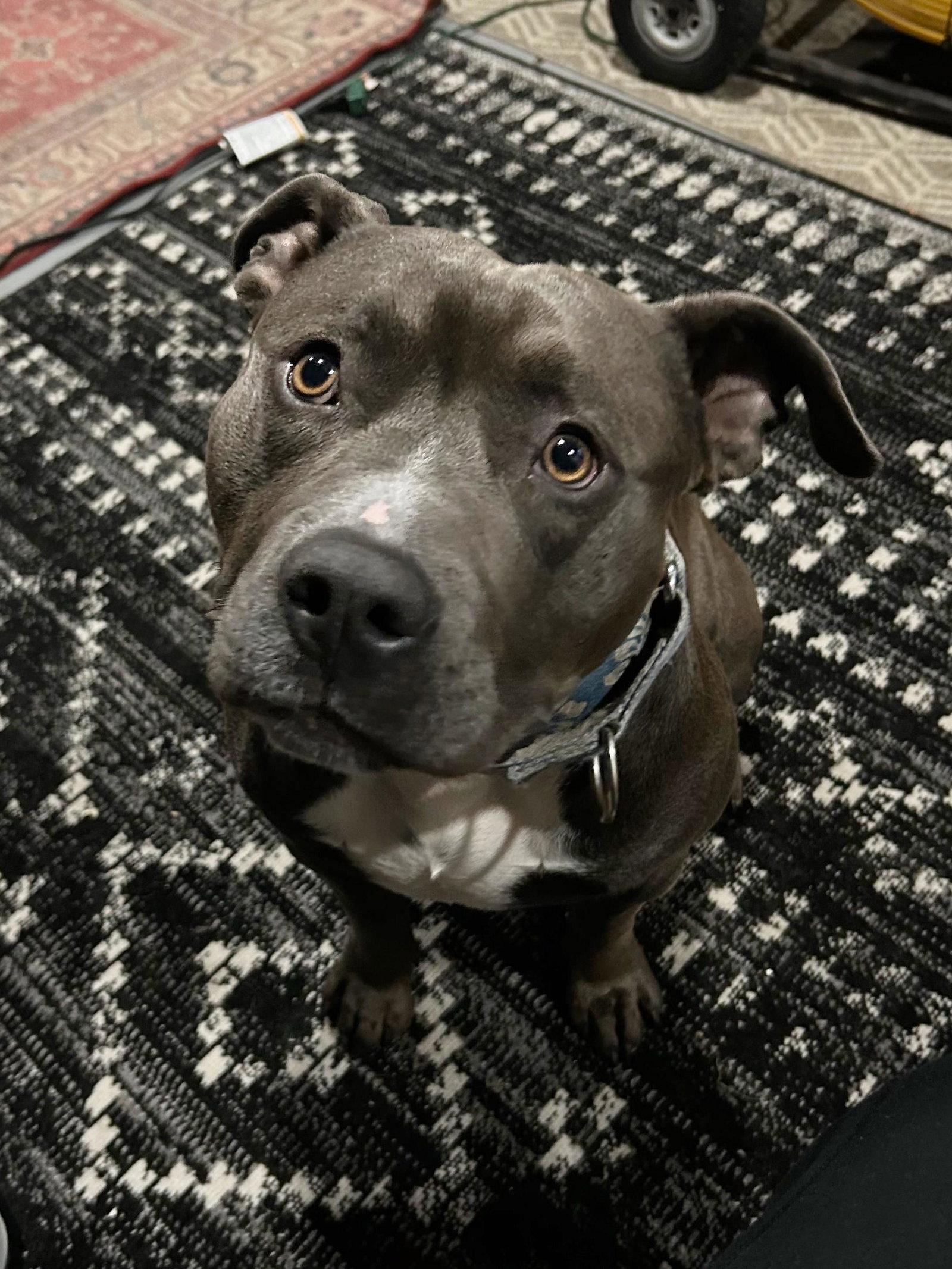Benny, a Adopted Staffordshire Bull Terrier in Roseville, CA image 2/3