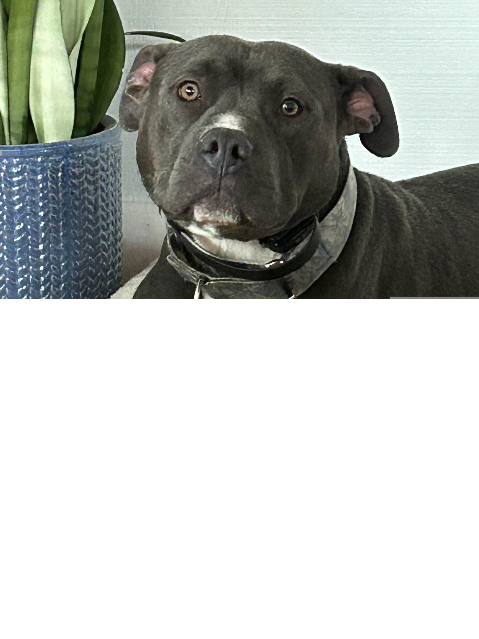 Benny, a Adopted Staffordshire Bull Terrier in Roseville, CA image 3/3
