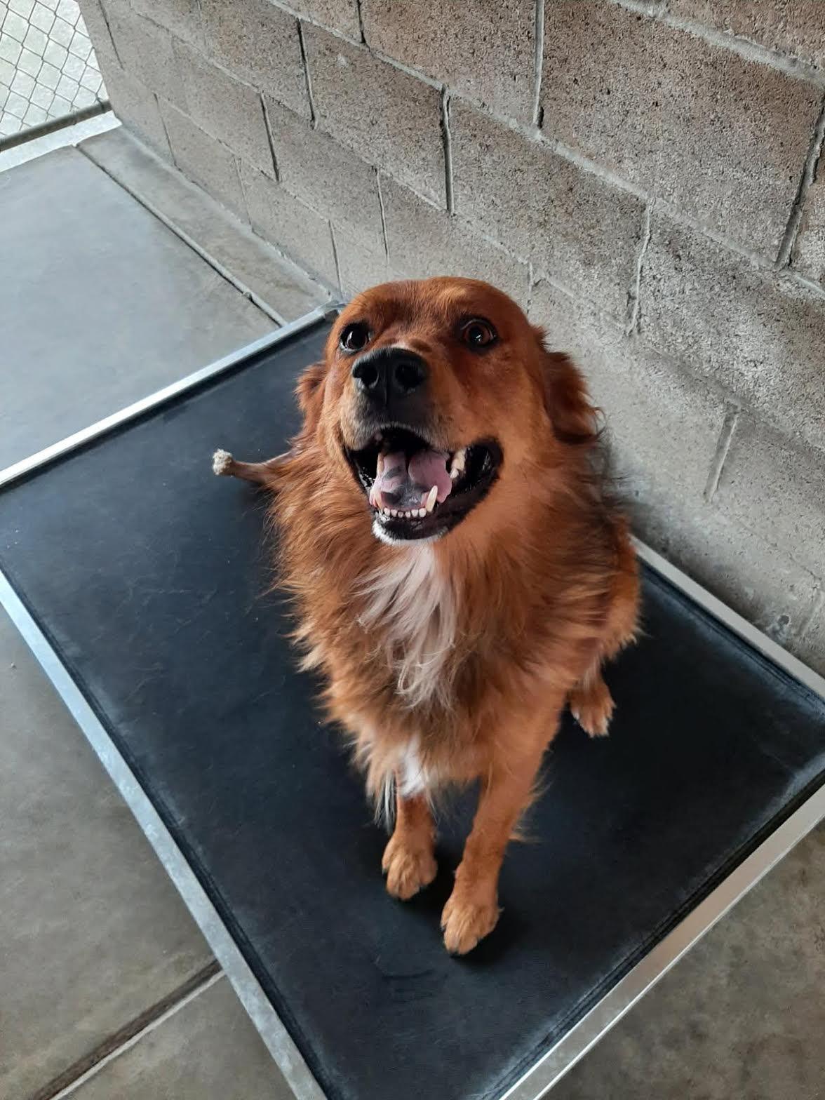 Enlarge Charley (was Jac)k), a ADOPTABLE mixed breed in Marina del Rey, CA image 1/2