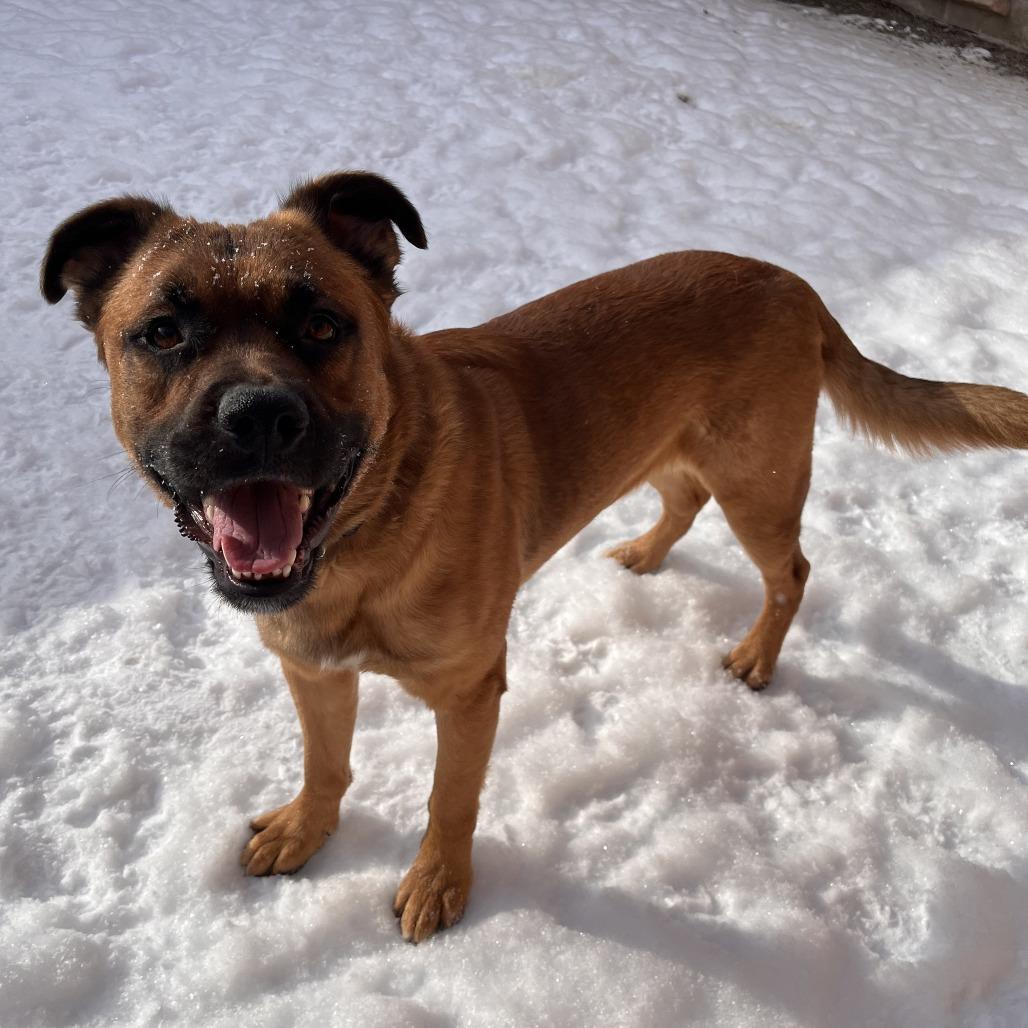 Teddy, a Adoptable Mixed Breed in Fairport, NY image 1/6