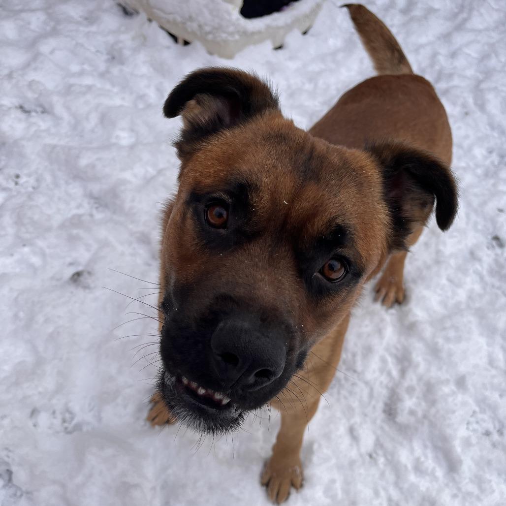 Teddy, a Adoptable Mixed Breed in Fairport, NY image 2/6