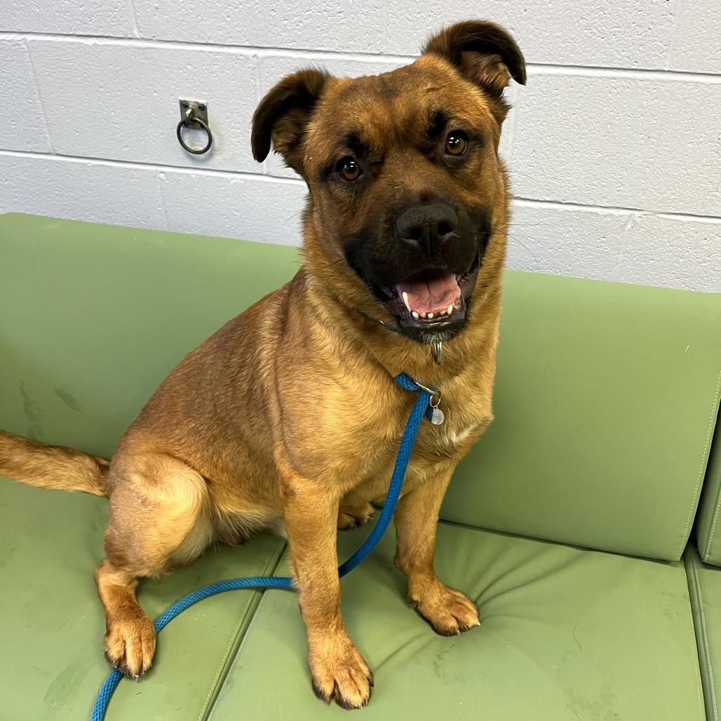 Teddy, a Adoptable Mixed Breed in Fairport, NY image 3/6