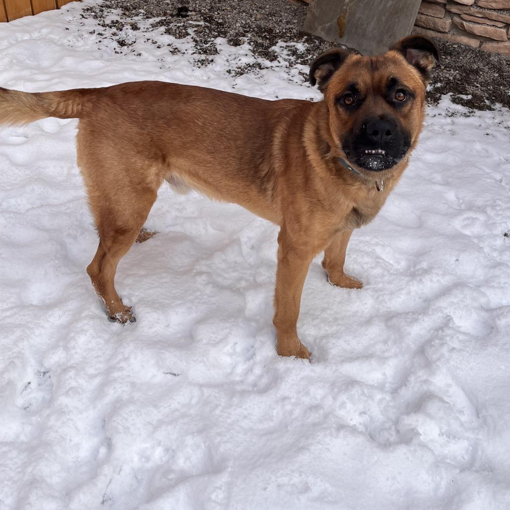 Teddy, a Adoptable Mixed Breed in Fairport, NY image 4/6