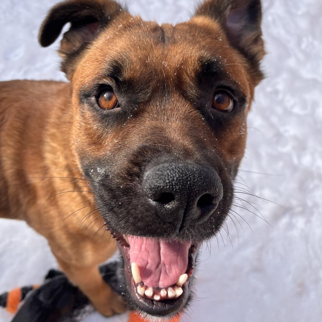Teddy, a Adoptable Mixed Breed in Fairport, NY image 5/6