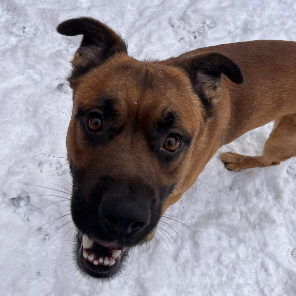 Teddy, a Adoptable Mixed Breed in Fairport, NY image 6/6