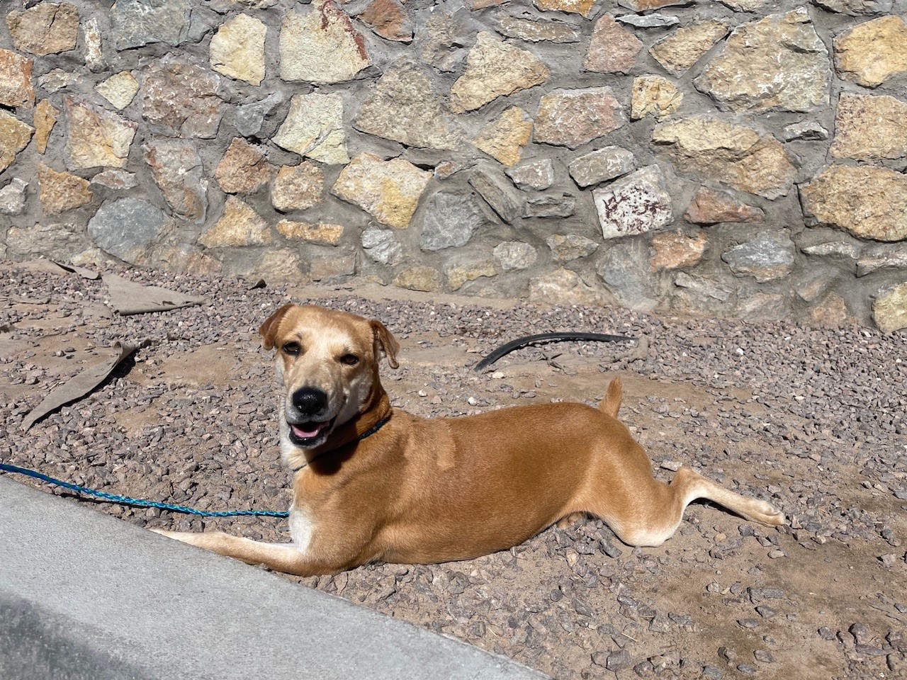 Angel, Adoptable, Adult Female Mixed Breed.