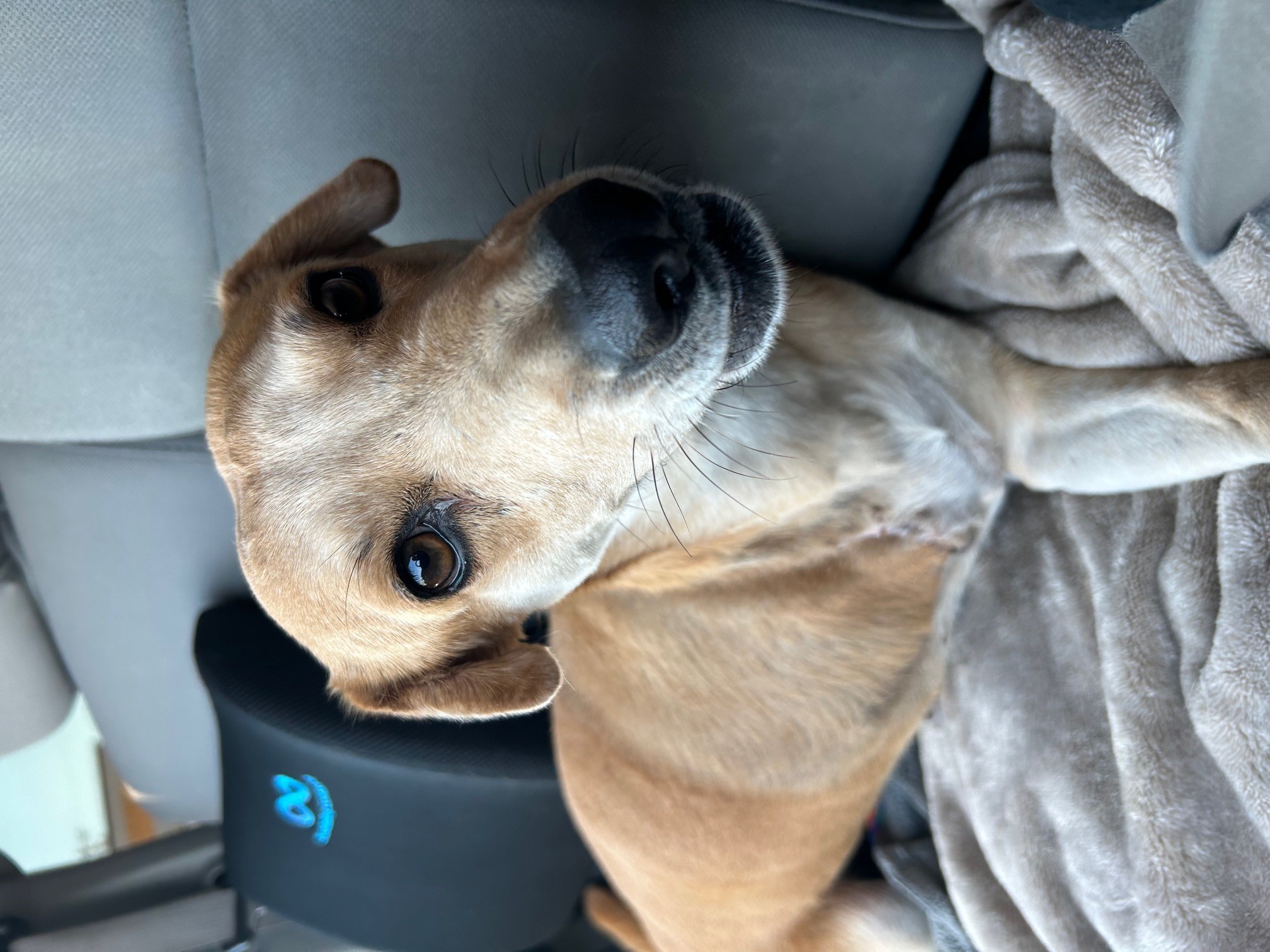 Enlarge Angel, a Adoptable Mixed Breed in El Paso, TX image 2/3