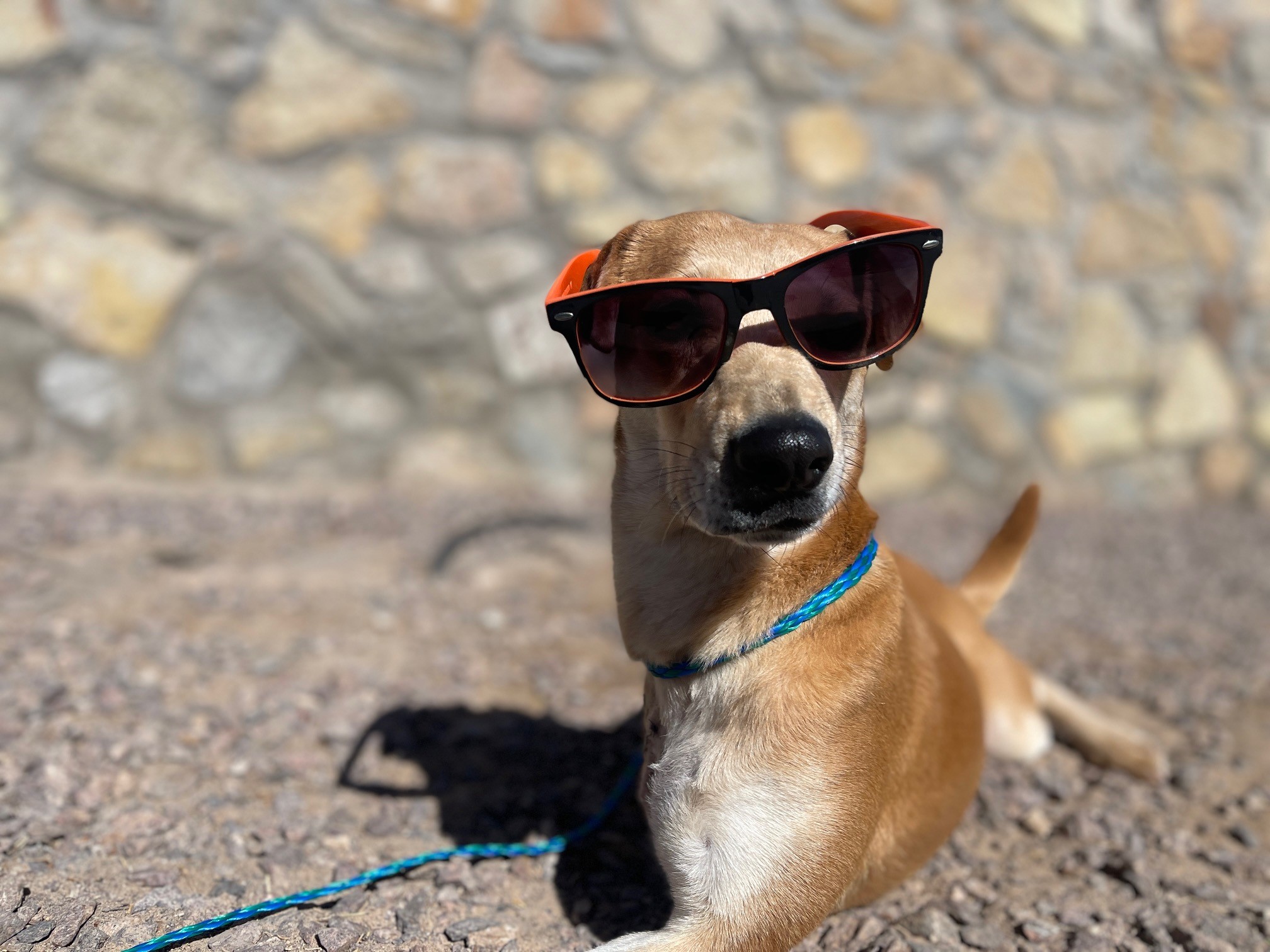 Enlarge Angel, a Adoptable Mixed Breed in El Paso, TX image 3/3