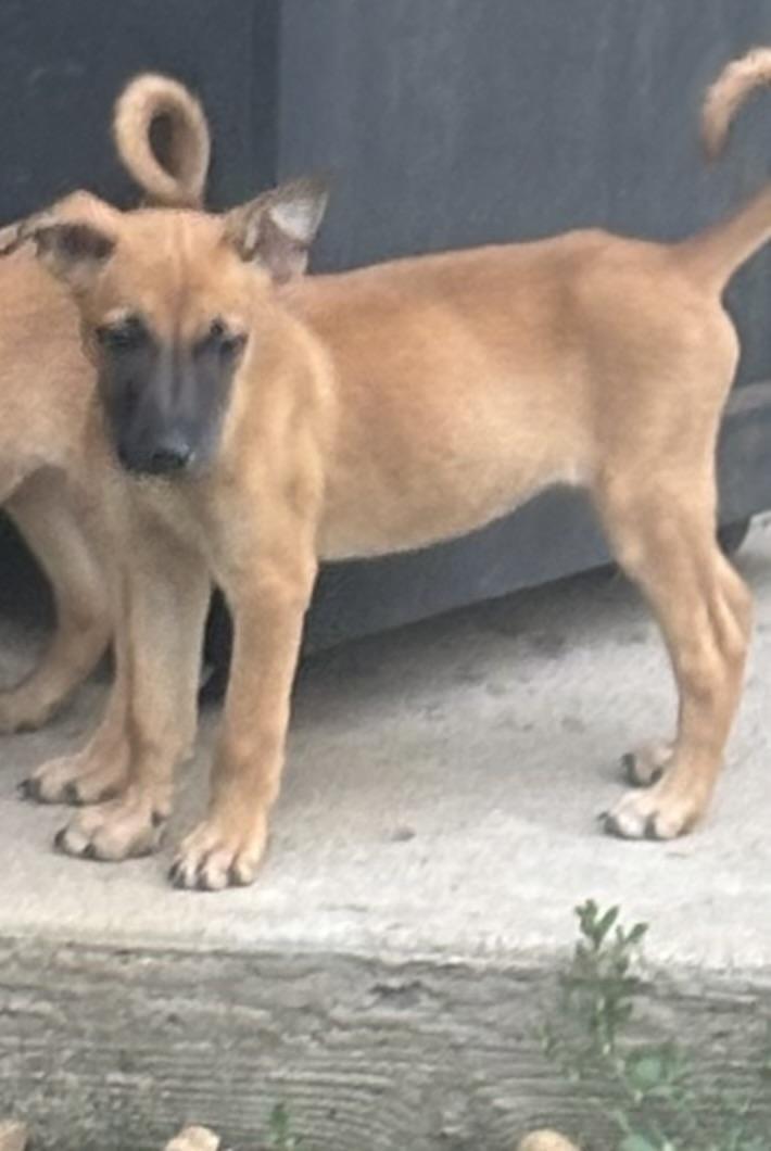 Vesper, Baby Male German Shepherd Dog