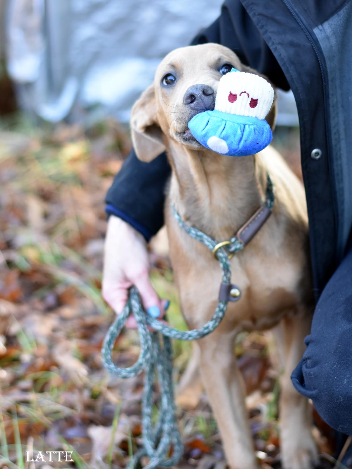 Enlarge Latte, an adoptable mixed breed in Barkhamsted, CT image 1/5