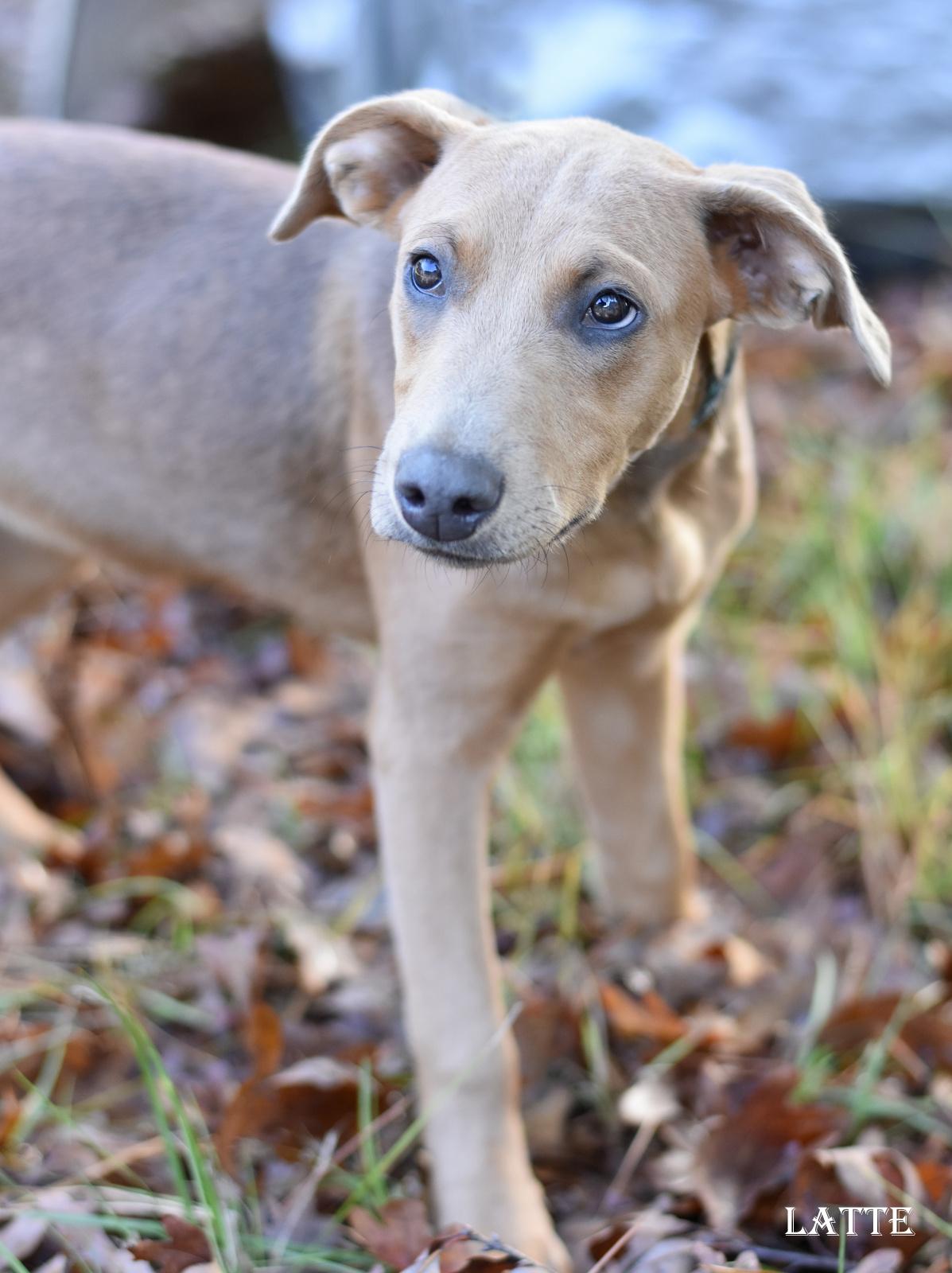 Enlarge Latte, an adoptable mixed breed in Barkhamsted, CT image 4/5
