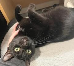 Enlarge Gaga, a Adoptable Domestic Short Hair in Melrose, MA image 2/4
