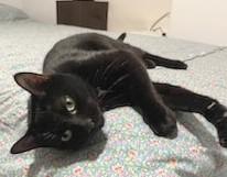 Enlarge Gaga, a Adoptable Domestic Short Hair in Melrose, MA image 3/4