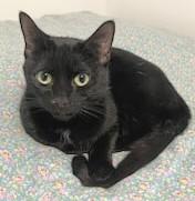 Enlarge Gaga, a Adoptable Domestic Short Hair in Melrose, MA image 1/4