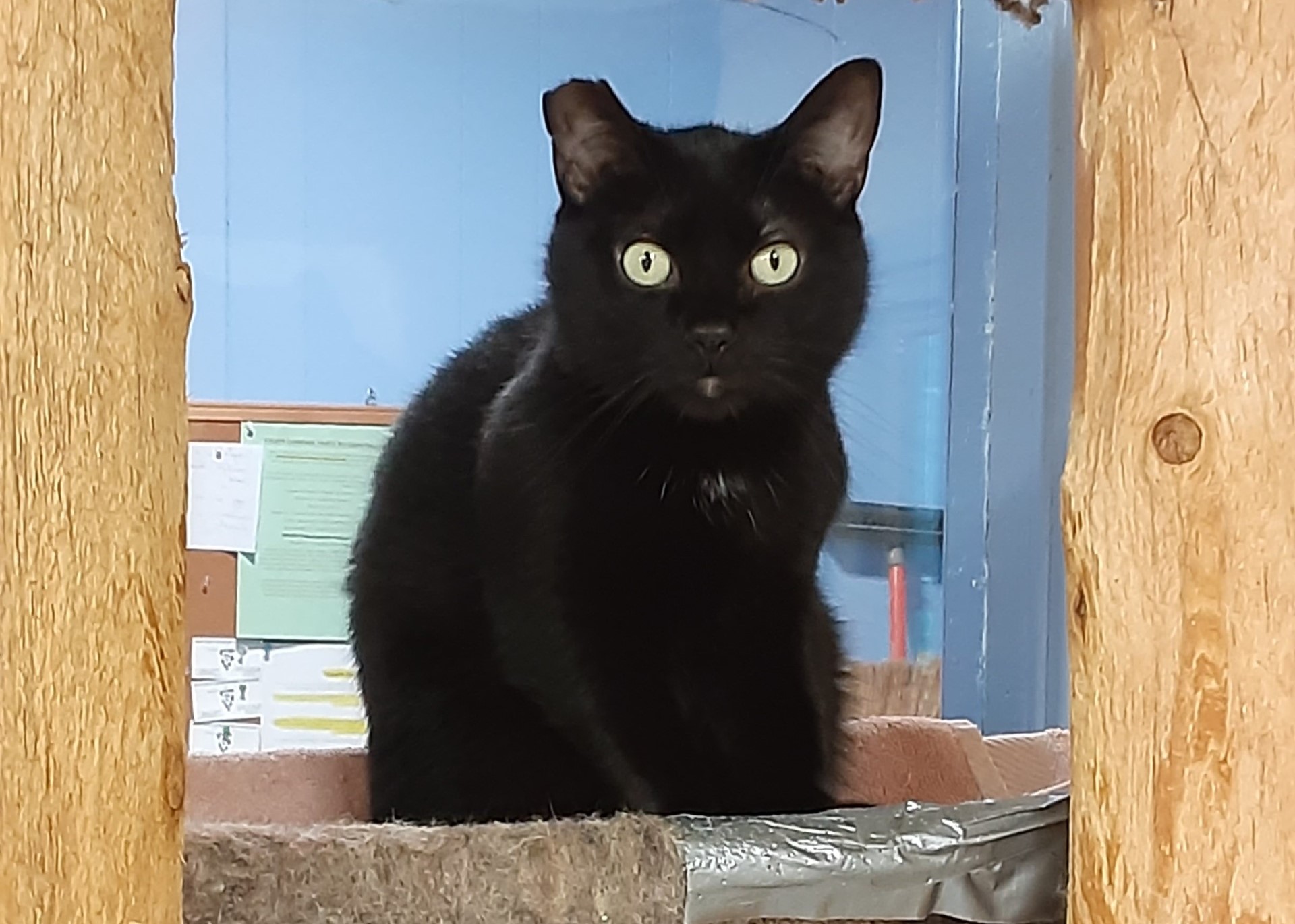 Enlarge Harley, a Adoptable Domestic Short Hair in Dillsburg, PA image 1/6