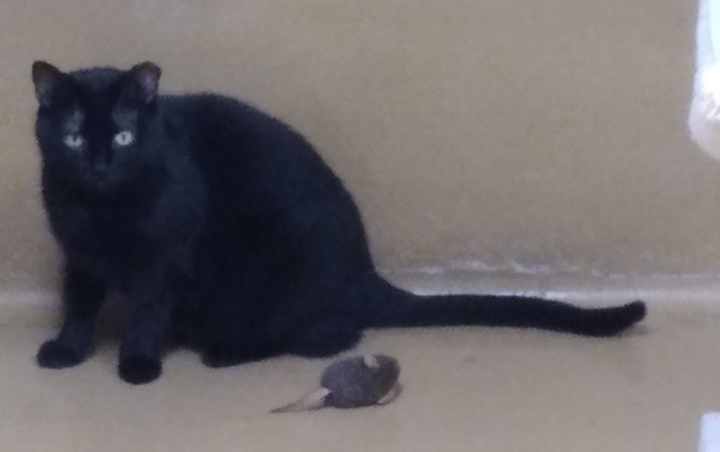 Enlarge Harley, a Adoptable Domestic Short Hair in Dillsburg, PA image 2/6