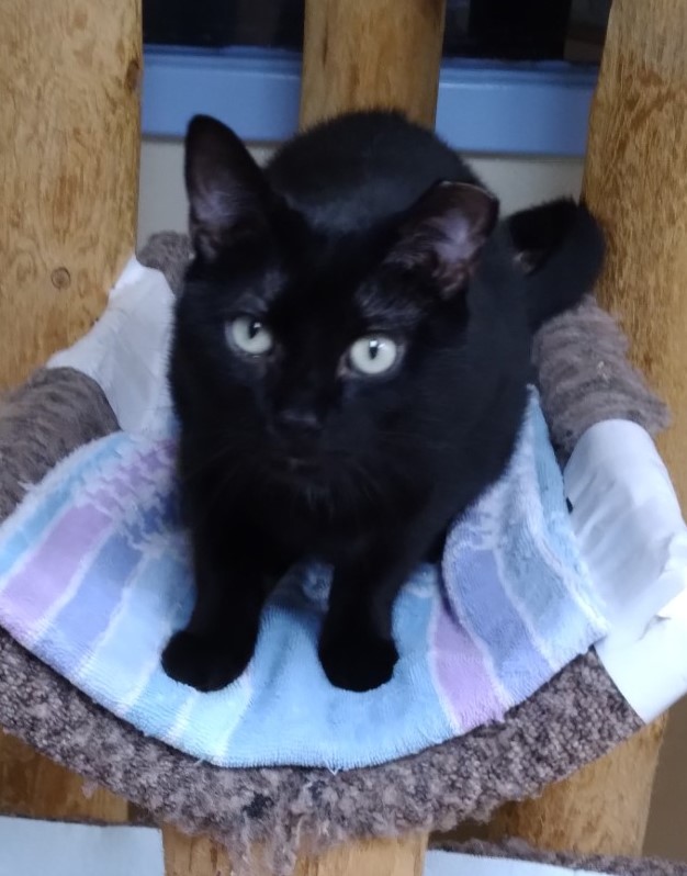 Enlarge Harley, a Adoptable Domestic Short Hair in Dillsburg, PA image 3/6