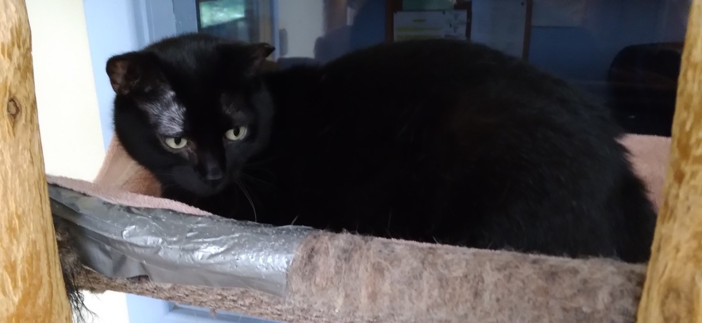 Enlarge Harley, a Adoptable Domestic Short Hair in Dillsburg, PA image 4/6