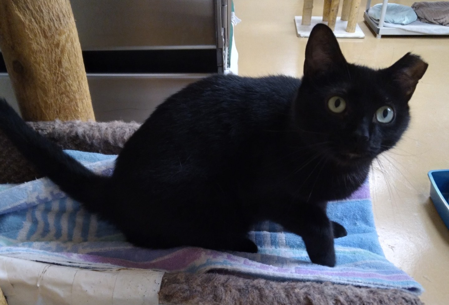 Enlarge Harley, a Adoptable Domestic Short Hair in Dillsburg, PA image 6/6